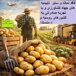 عرضه مستقیم سیب‌زمینی بذری و خوراکی از ساوه | مناسب بازار عمده و صادرات