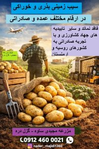 عرضه مستقیم سیب‌زمینی بذری و خوراکی از ساوه | مناسب بازار عمده و صادرات