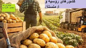 عرضه مستقیم سیب‌زمینی بذری و خوراکی از ساوه | مناسب بازار عمده و صادرات