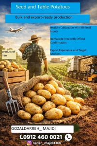 Bulk Potato Supply from Iran | Seed and Table Potatoes
