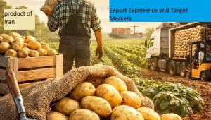 Bulk Potato Supply from Iran | Seed and Table Potatoes