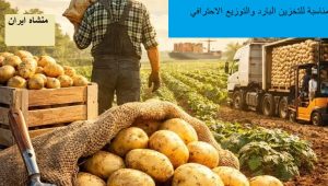 توريد البطاطس بالجملة من إيران | بطاطس بذرية وغذائية